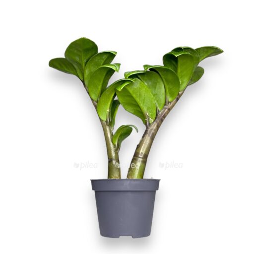 zamiokulkas zenzi 22karlikovyj22 15 25 sm e1769670504694