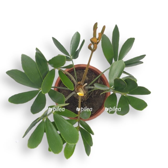 zamiya chigua e1707850655994