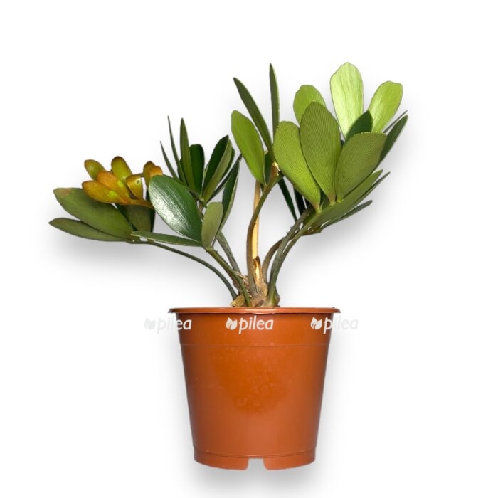 zamiya chigua e1707850662652