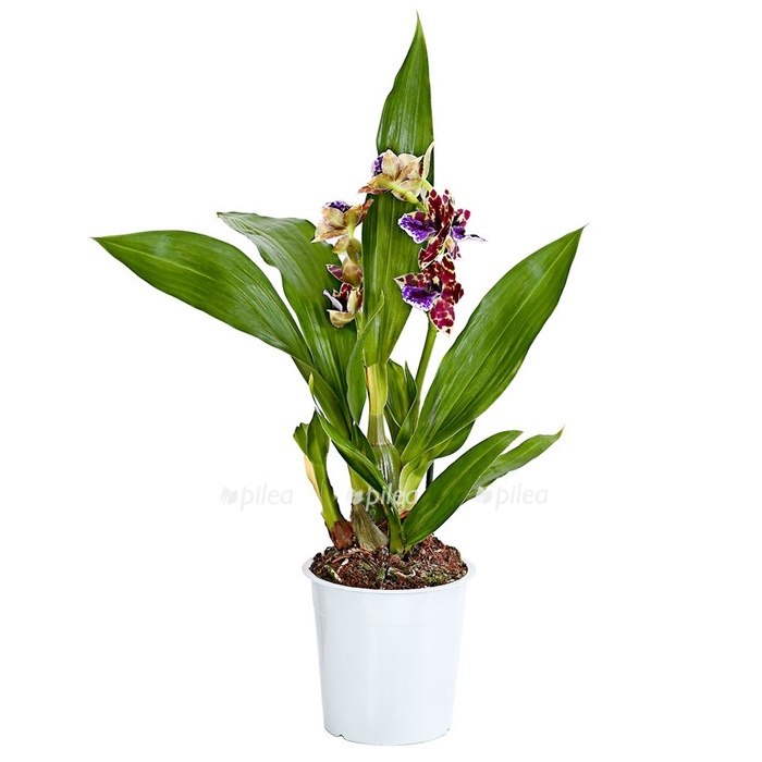 zigopetalum luizendorf