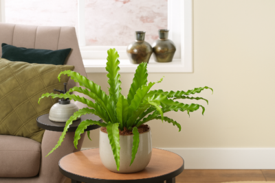 Асплениум Нидус Дакила 21 17b3c45c 0bab 44d0 b623 095d40411932