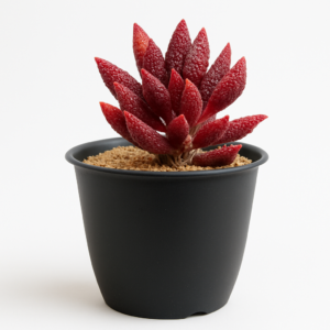 Адромискус Корал Ред 6/10 18 2025 07 15 21.03.30