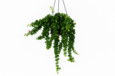 Эсхинантус Раста 15/40 12 2025 07 15 21.27.56