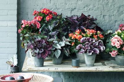 Бегония Руж Вариегата 20 237 795 527