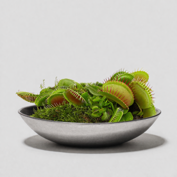 Хищные растения купить