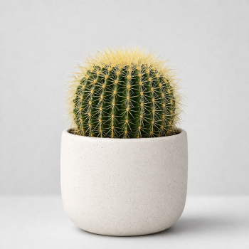 Кактусы купить
