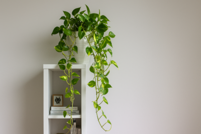 2f1ab5d2 06d1 4aa4 9738 e3976fa78b59