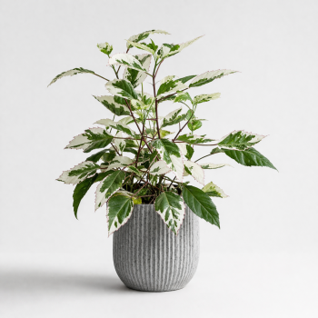 3a96daa2 ecce 462b a3b5 96966eaaca6d