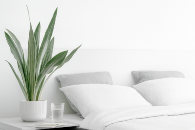 Сансевиерия Голден Еллоу 23 4b8dd112 dbee 4950 9b56 85986a86b8a5