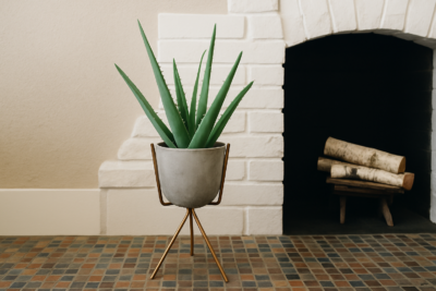 Алоэ Вера 18 537784a0 3e96 4ab5 a21b fc9dbbba4fad