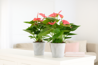 Антуриум Блэк Видоу 15/25 26 5a708d55 e1bf 428b ade6 3ed90263f70f