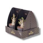 adenium baobab