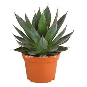 Агава Виктория Реджина 23 agava shaka zulu