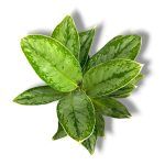 aglaonema chinto kvin