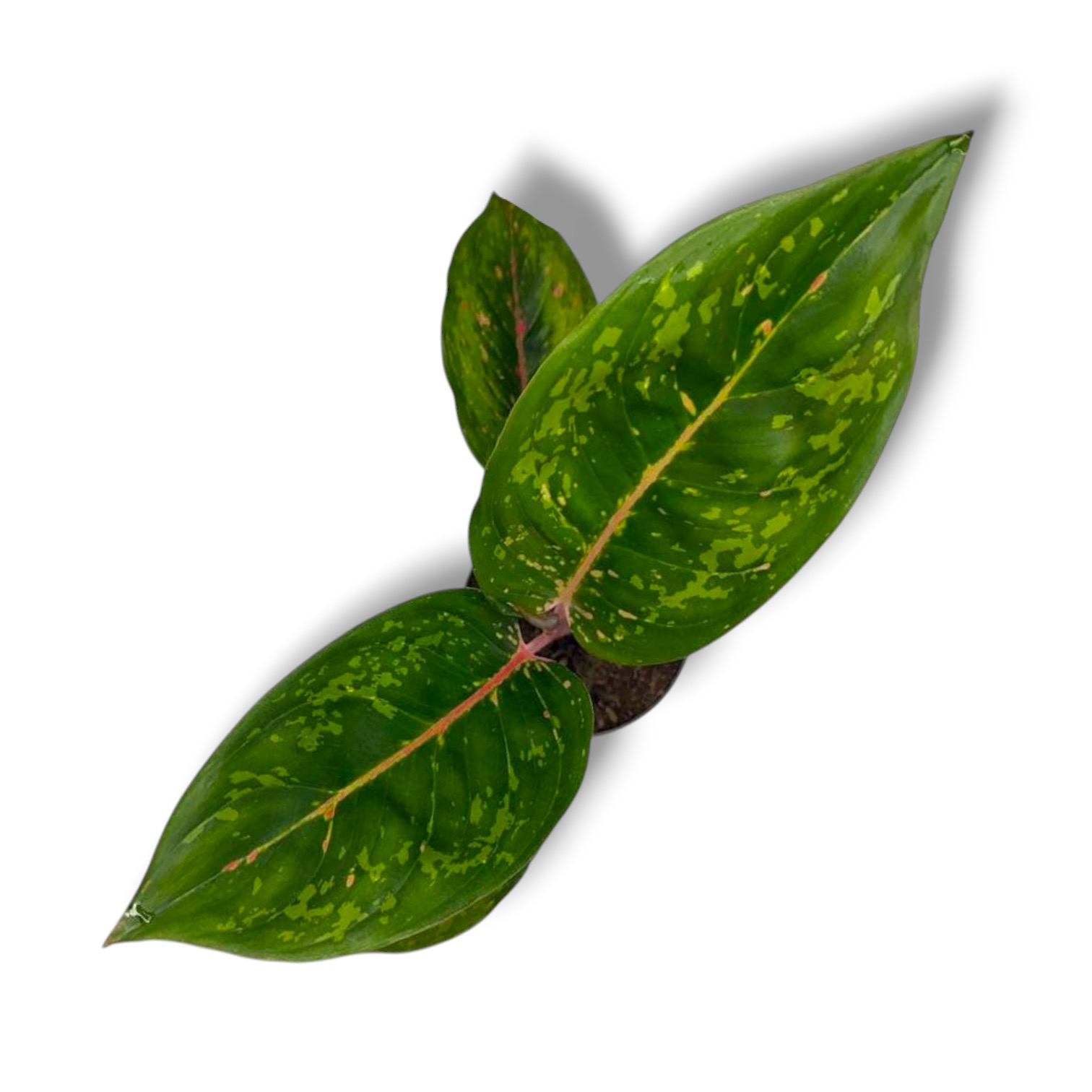 Аглаонема Камо Кармине купить