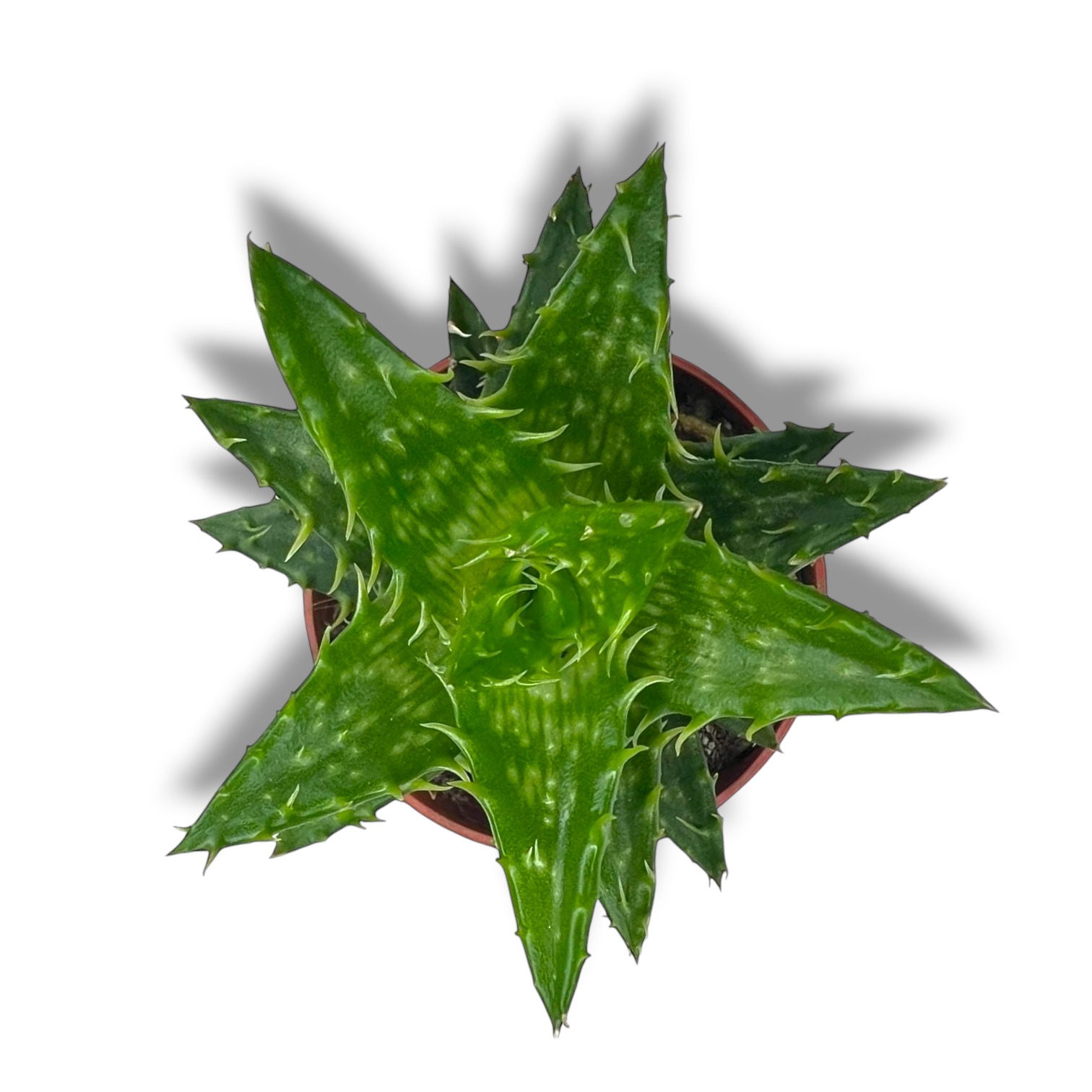 Алоэ Скуарроса  купить