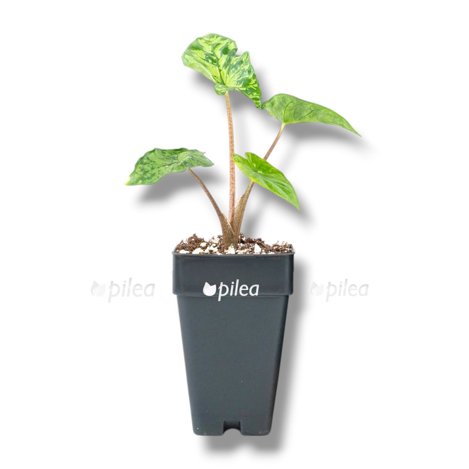 Алоказия Шаттеред Гласс Алоказия Шаттеред Гласс купить