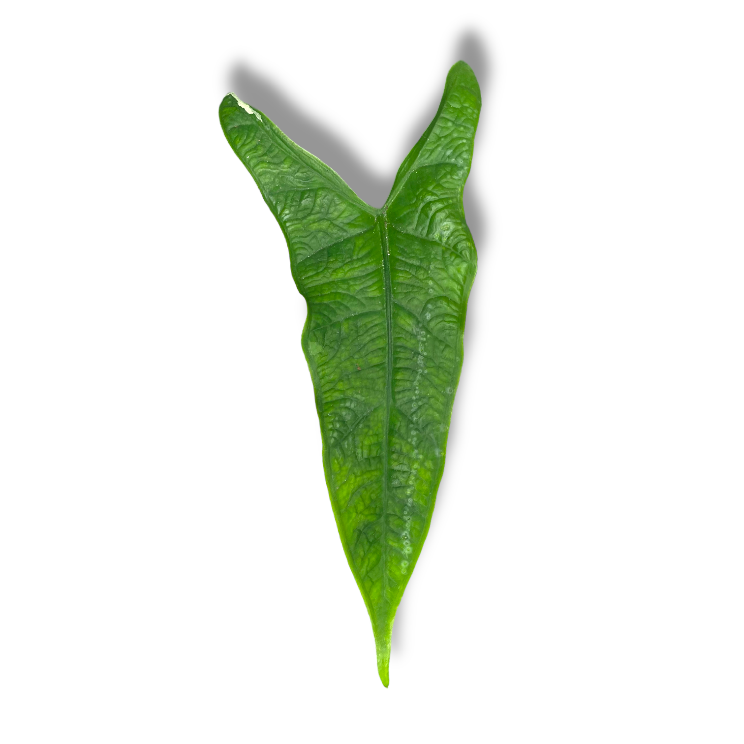 Алоказия Сулавеси Грин Карпет купить