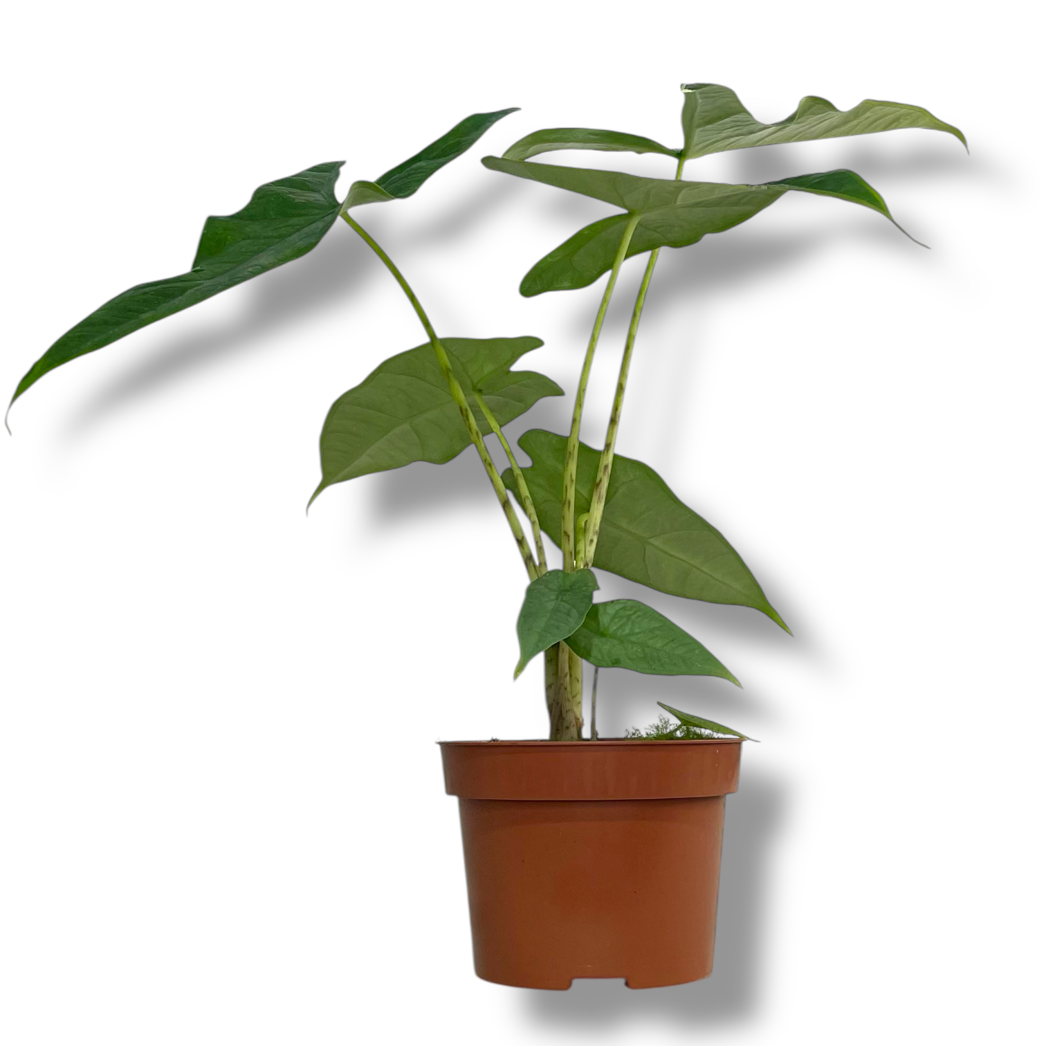 Алоказия Сулавеси Грин Карпет купить