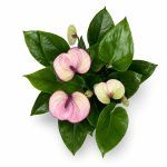 anthurium andraeanum laguna
