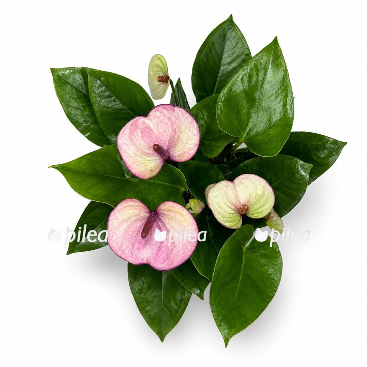 anthurium andraeanum laguna