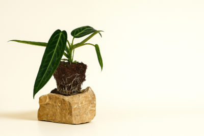 Антуриум Кинг оф Кларинервиум Суланджана 25 b0e16c99 a20f 49df b28a 46a873d2c95d