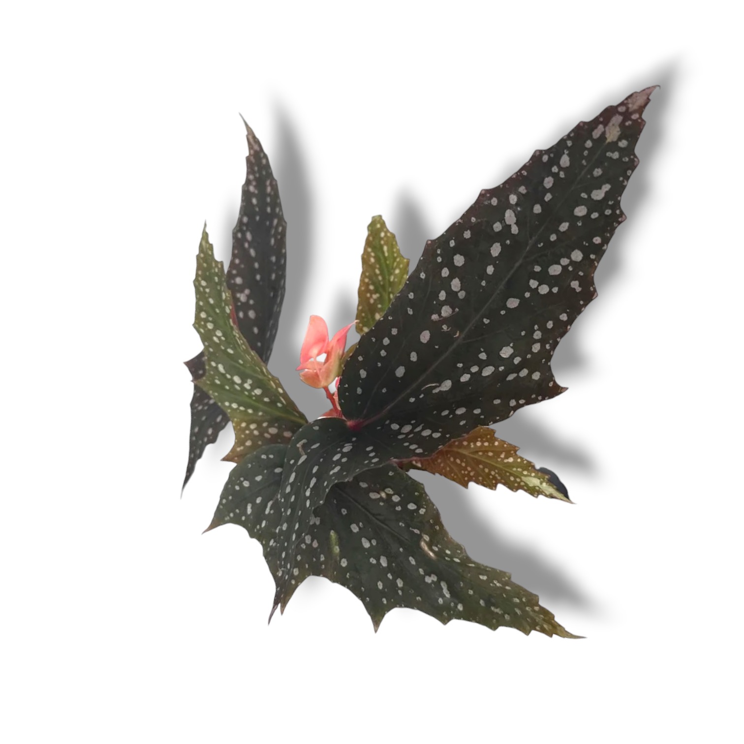 Бегония Блэк Бат купить