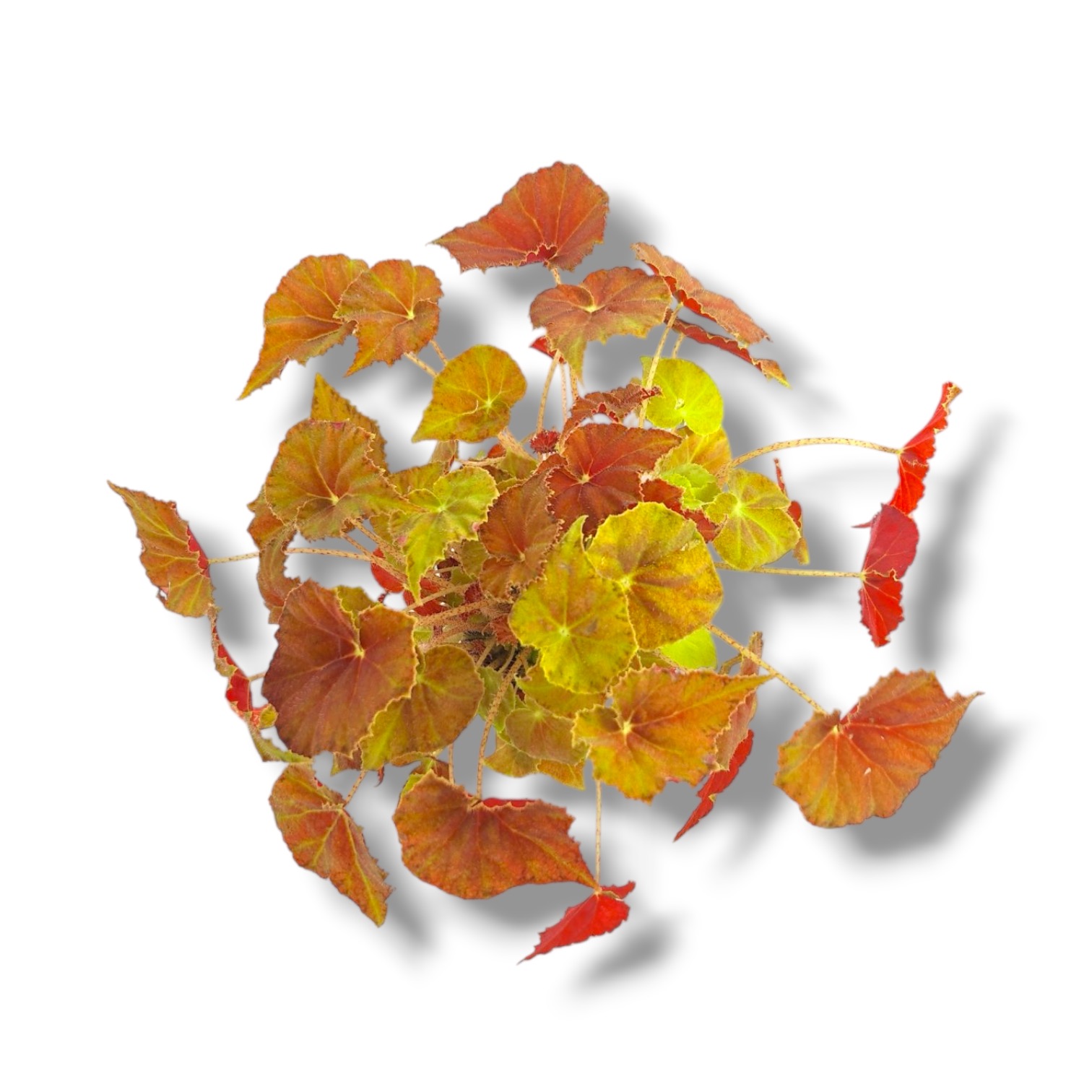 Бегония Амбер Лав купить