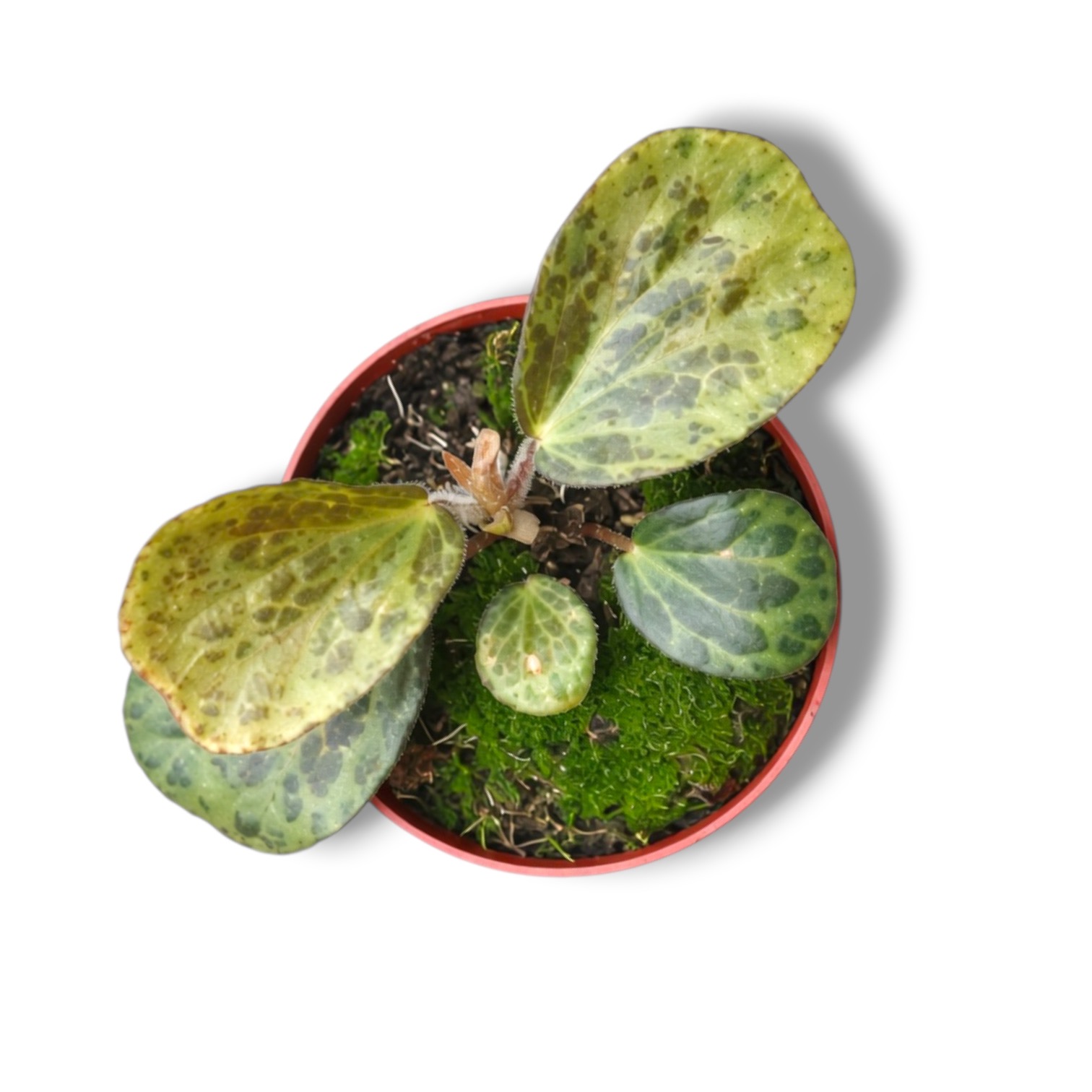 Бегония Бланка Моттлед купить