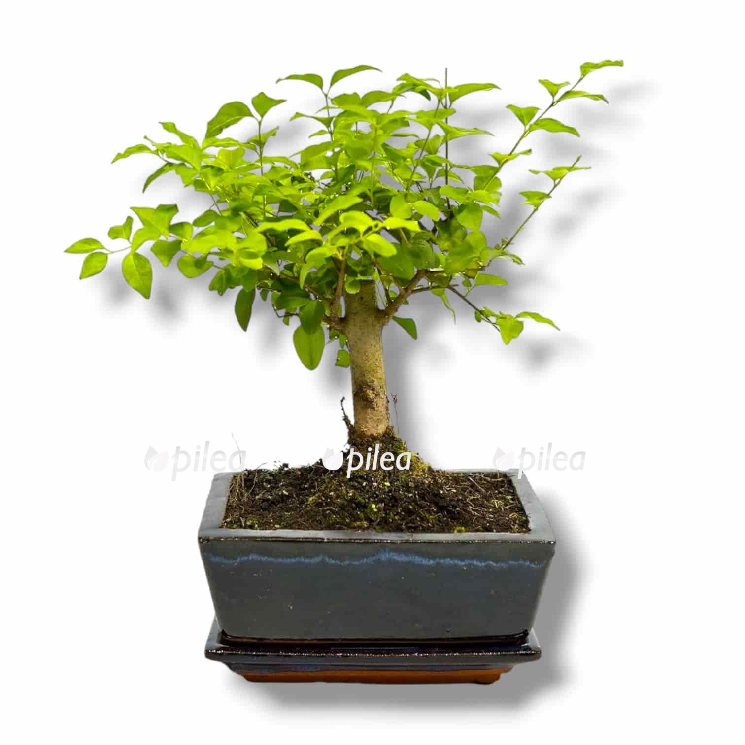 Бонсай Лигуструм в стиле Чоккан Бонсай Лигуструм в стиле Чоккан купить