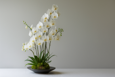 Фаленопсис Стюартиана Еллоу 28 cf07ea1a 3826 40f5 9be8 6b79138e943a