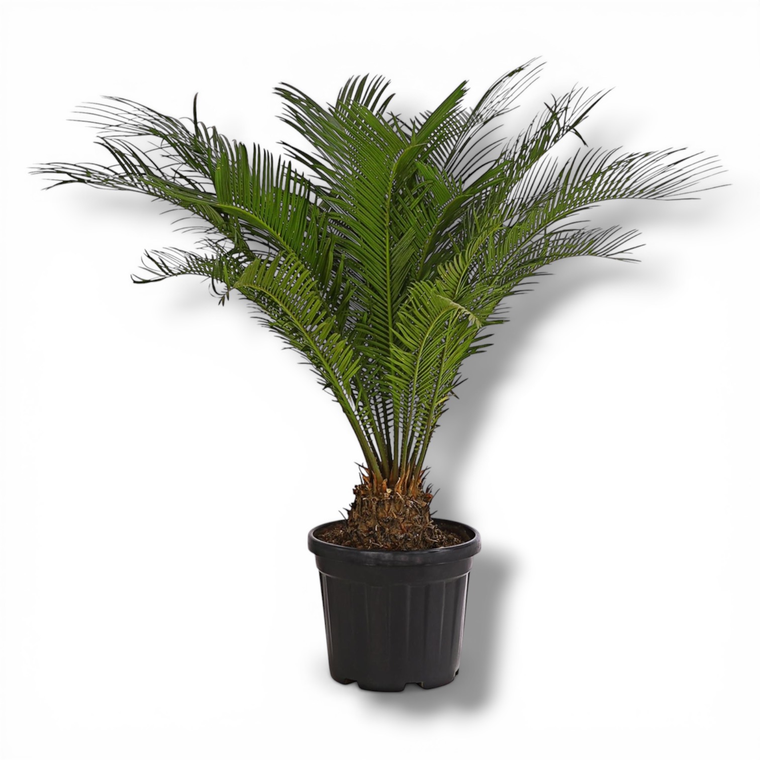 Цикас Революта купить