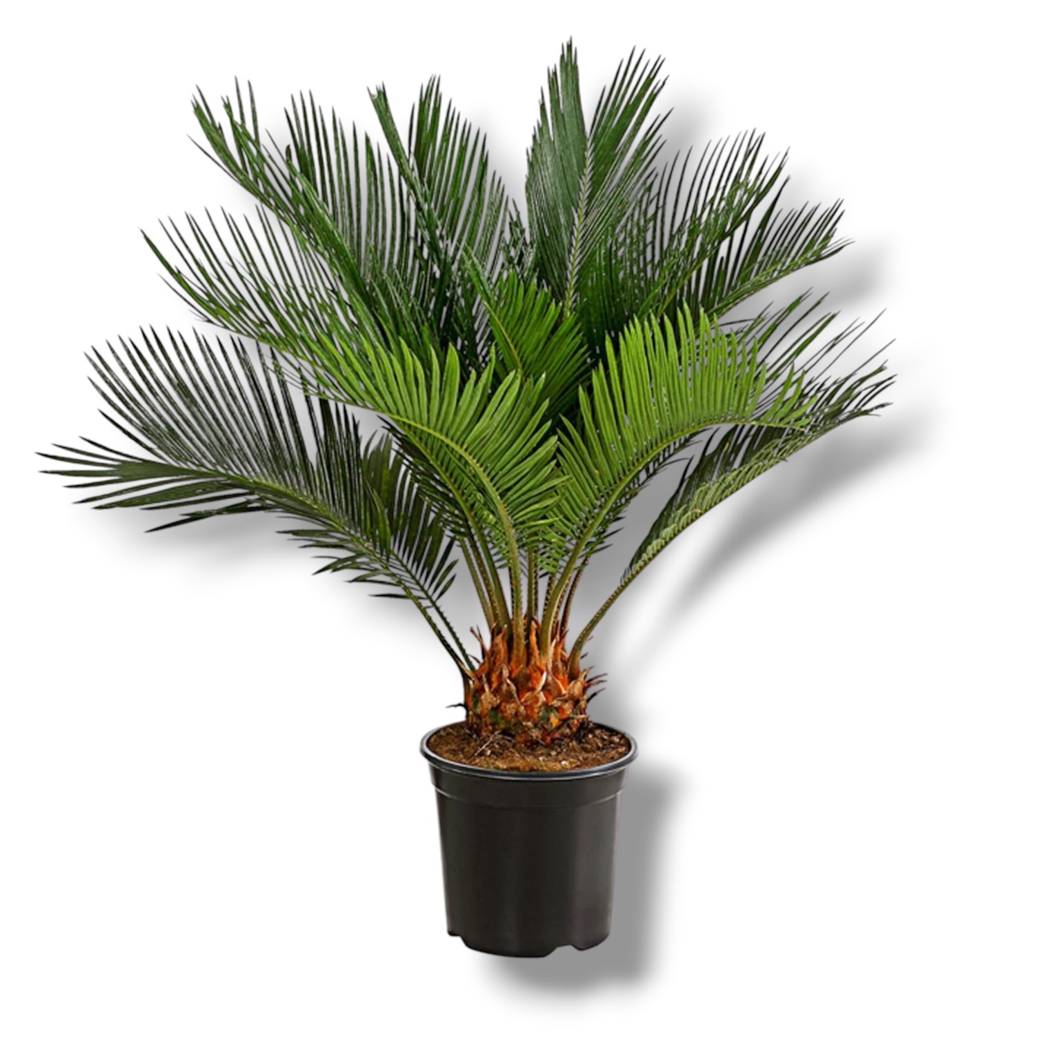 Цикас Революта купить