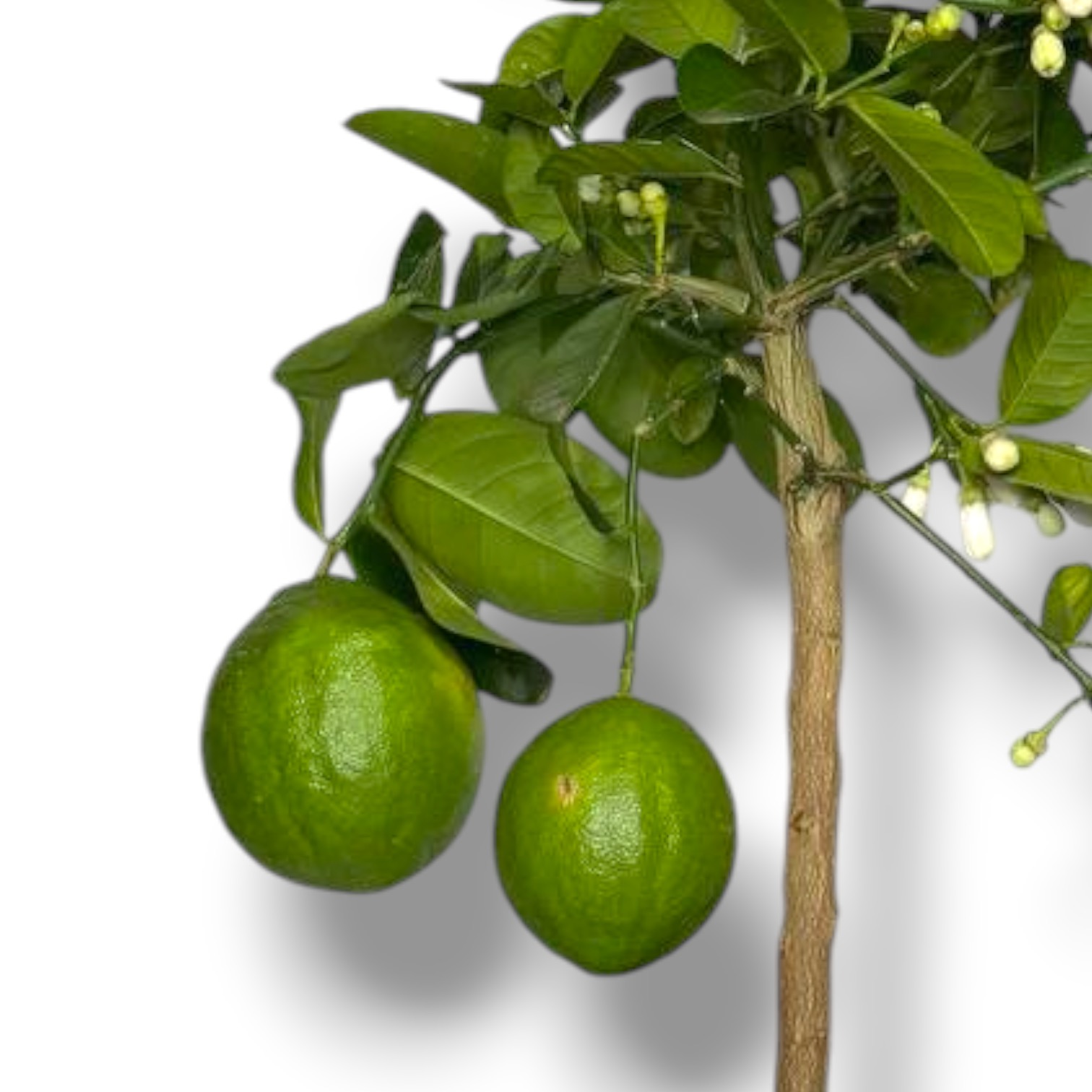 citrus bergamot