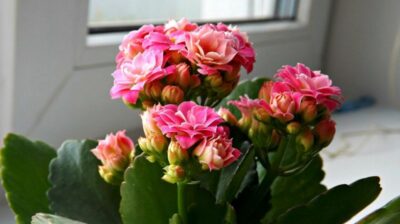 Каланхоэ Каландива 15 cvr 1366