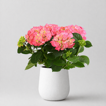 Цветущие растения купить