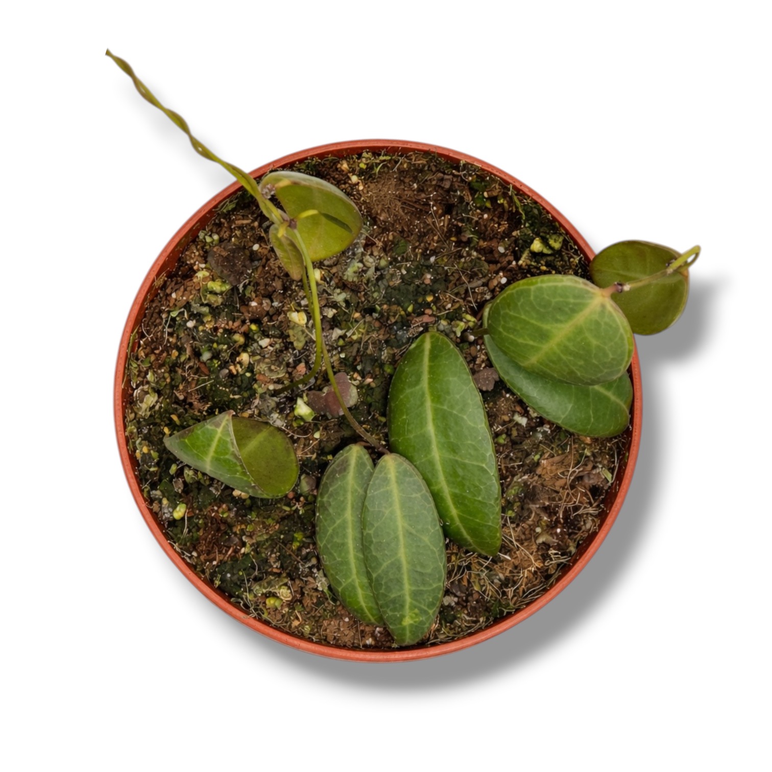 Дисхидия Лансифолия купить