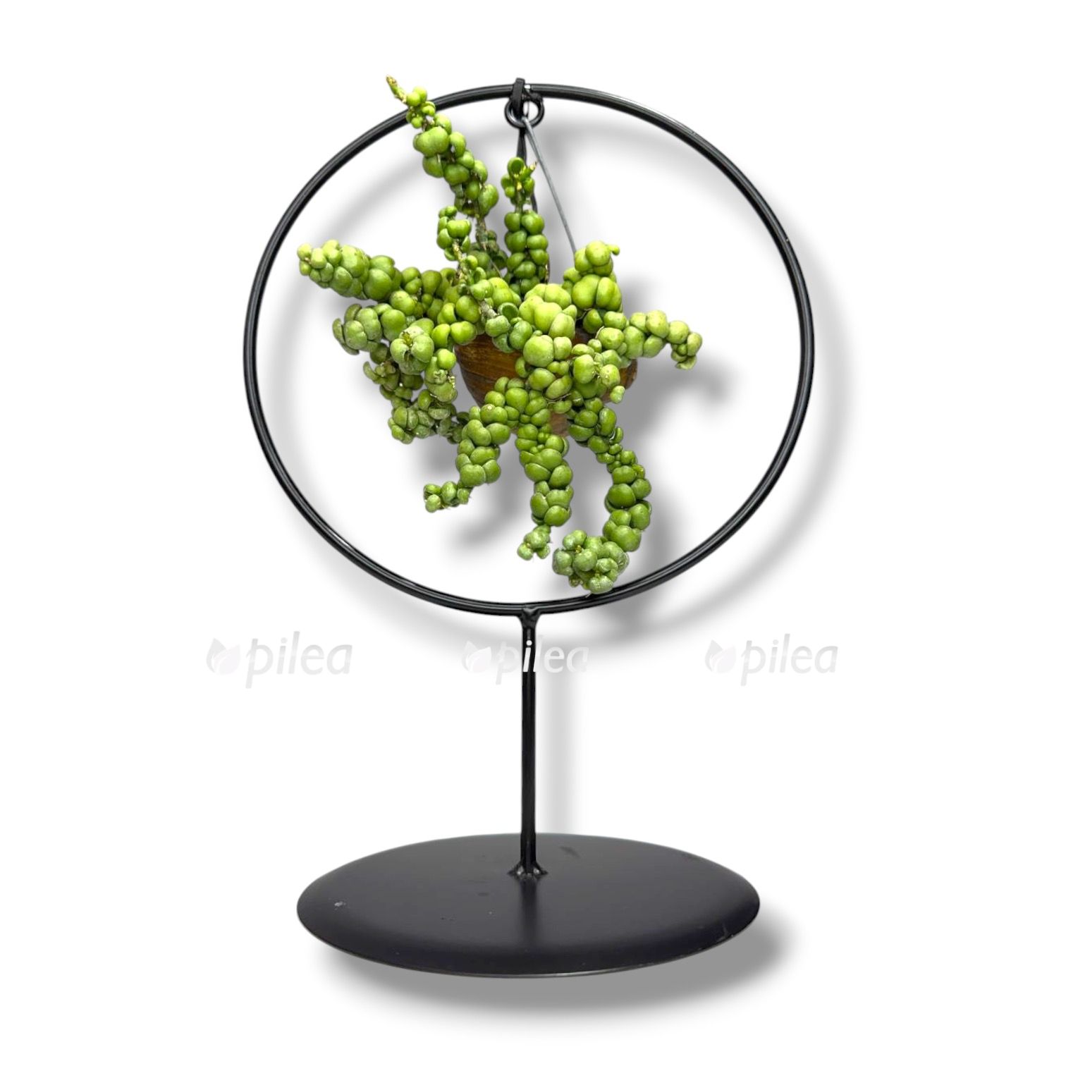 diskhidiya-na-podvese diskhidiya na podvese