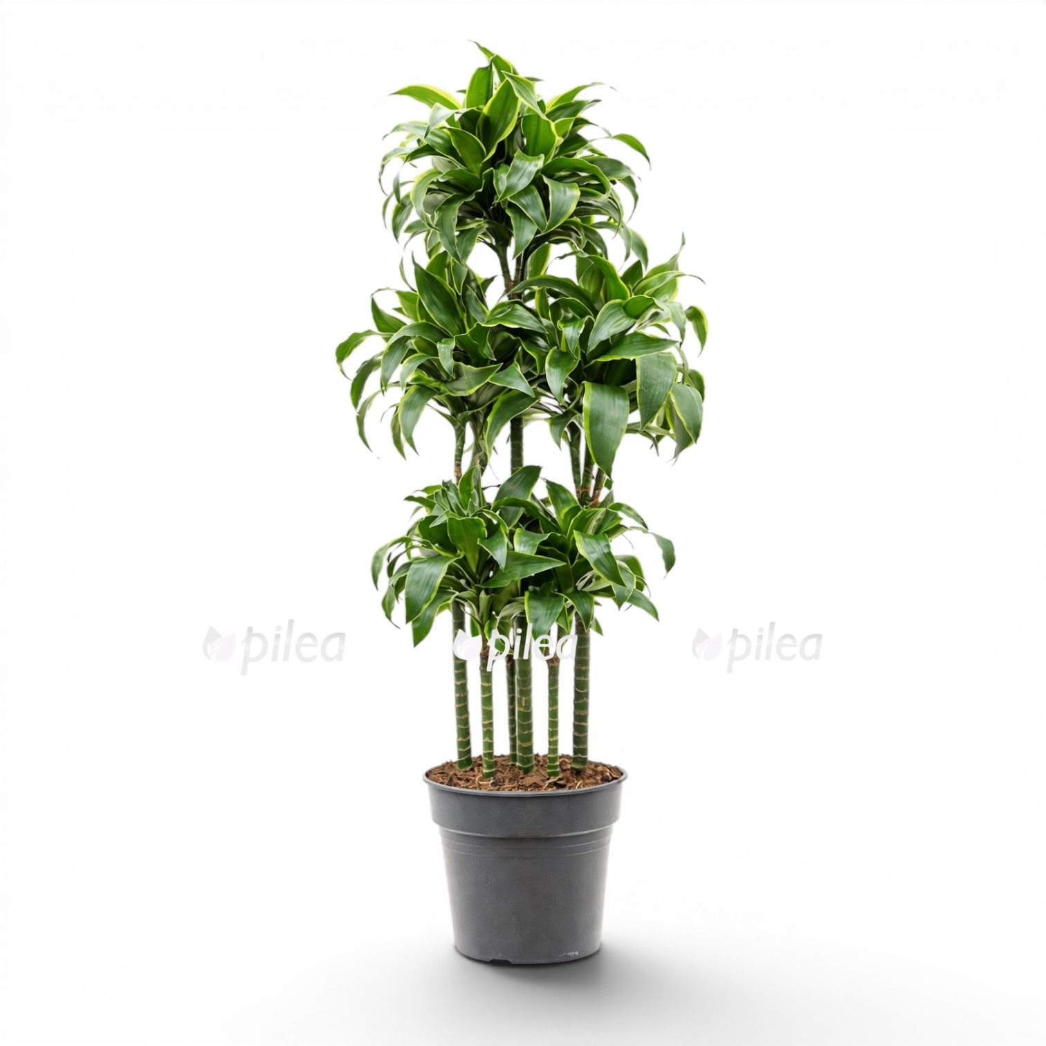 Драцена Фрагранс Дорадо карусель Драцена Фрагранс Дорадо карусель купить й