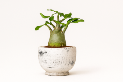 e0cf14a2 547c 4bd9 8c95 af302999acd1