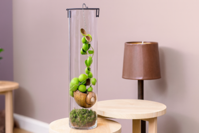 Дисхидия Панголин Киссес в ракушке 20 ec45dabb 77ea 46a6 939c 4578dbc978ce