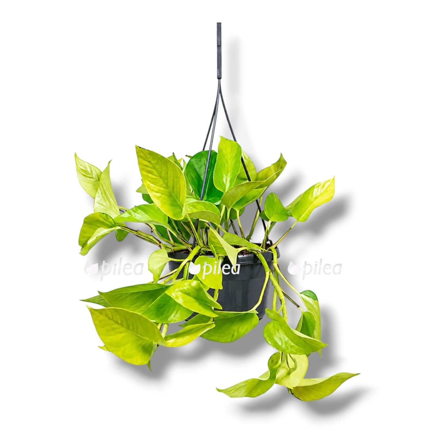 Epipremnum Golden Potos podvesnoj Эпипремнум Голден Потос подвесной купить