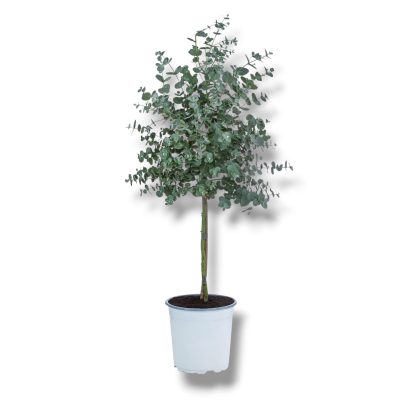 evkalipt gunni shtamb