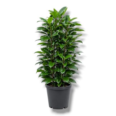 Фикус Циатистипула 3 ствола купить