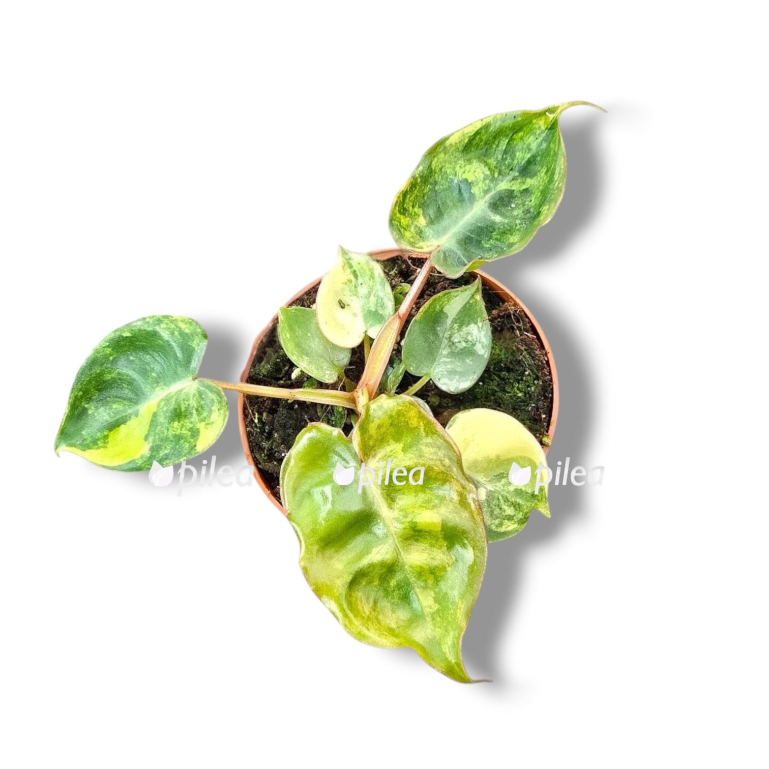 Филодендрон Биллитау Вариегата Филодендрон Биллитау Вариегата купить