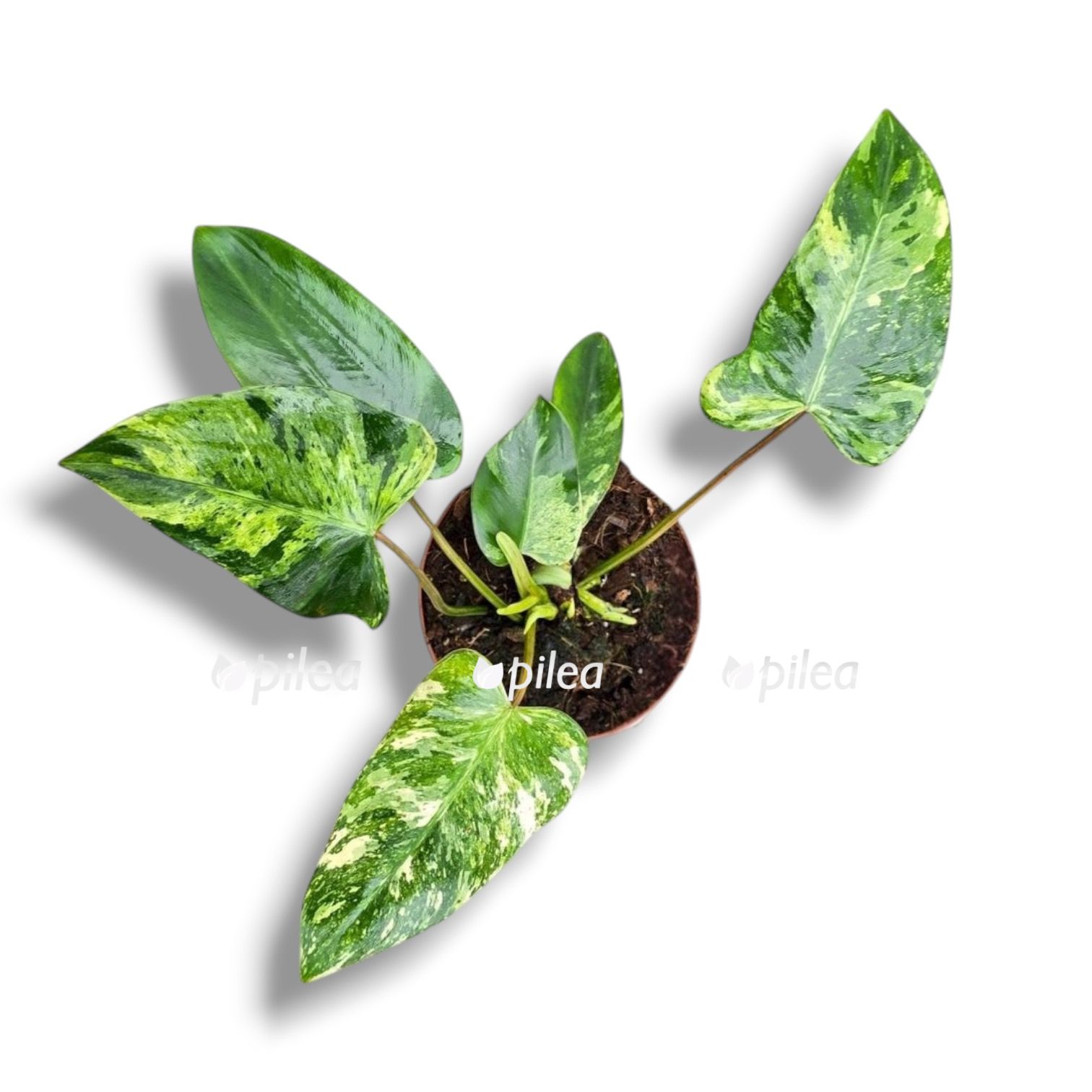 Филодендрон Эмеральд Квин Вариегата купить