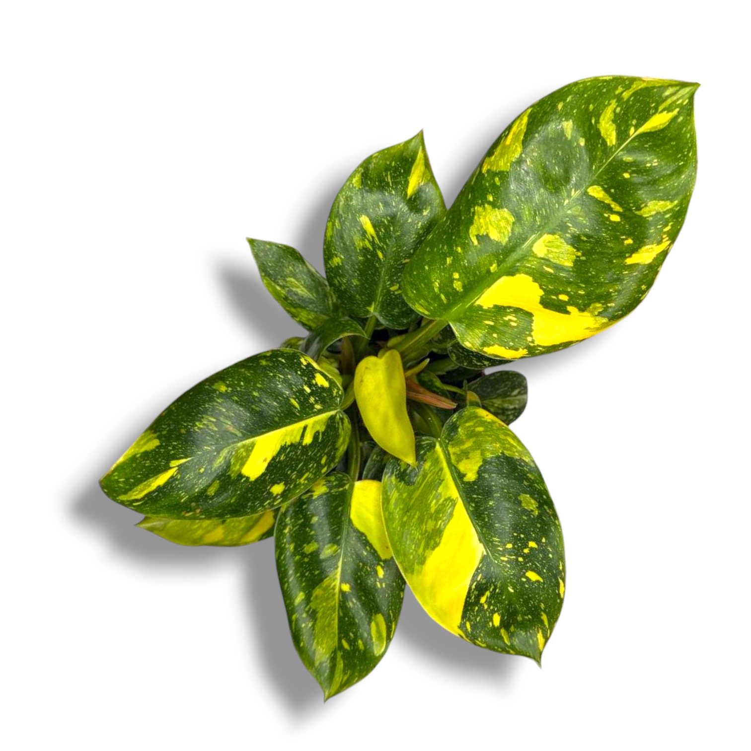 Филодендрон Грин Конго Вариегата купить