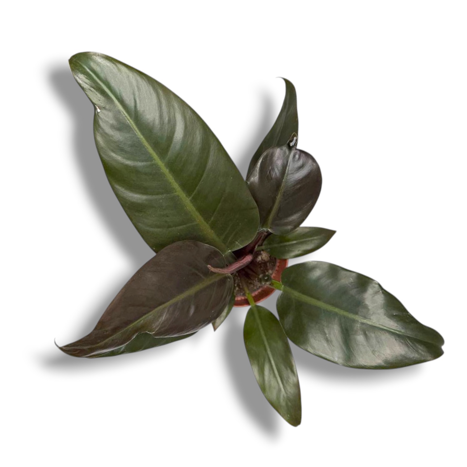 Филодендрон Империал Ред купить