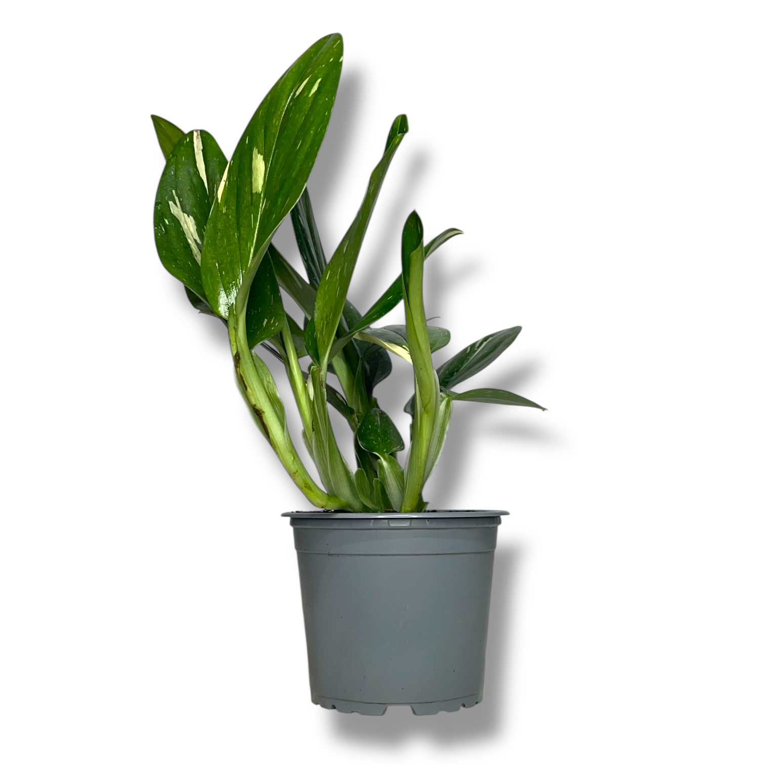 Филодендрон Кобра купить