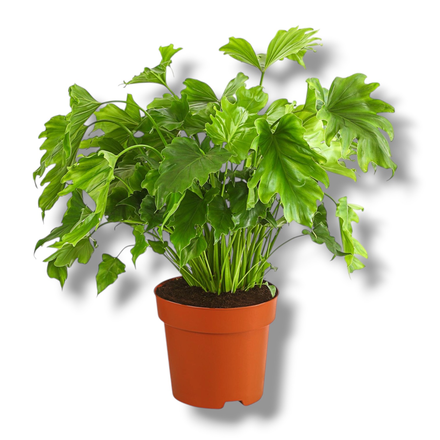 Филодендрон Литл Хоуп купить